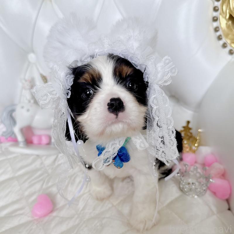 成約済の福岡県のキャバリアキングチャールズスパニエル-413526の2枚目