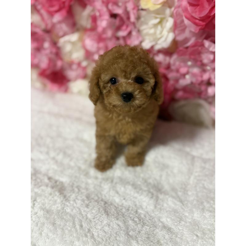 販売中の茨城県のタイニープードル-417345の3枚目