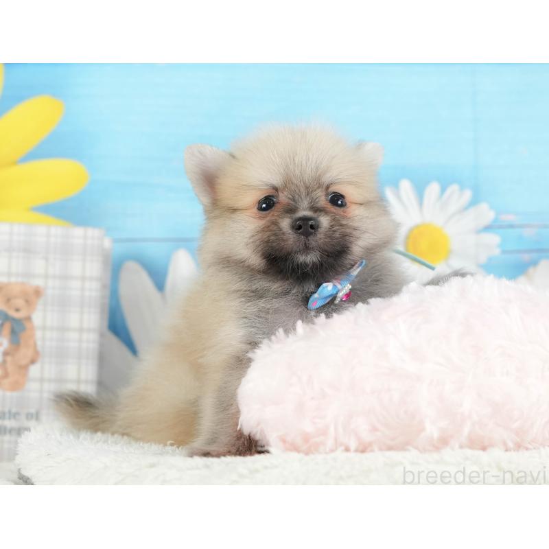 販売中の神奈川県のポメラニアン-417347の10枚目