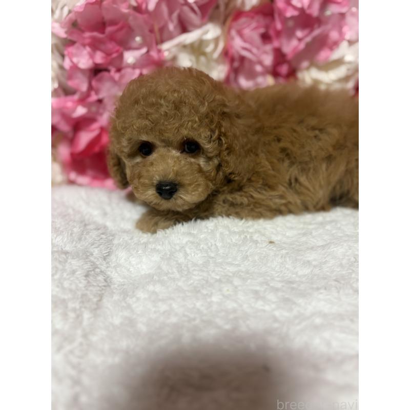 販売中の茨城県のトイプードル-417348の6枚目