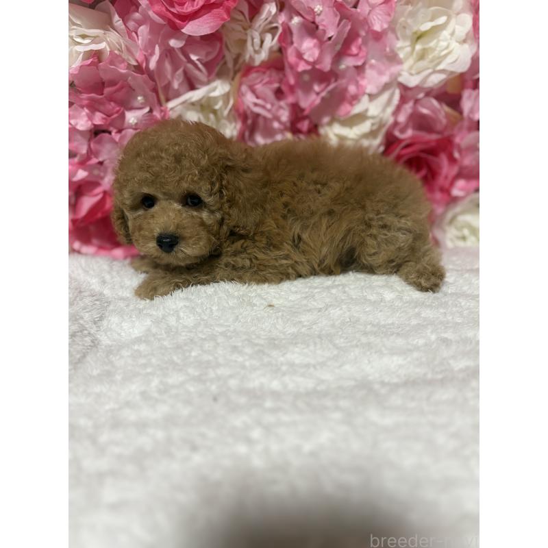 販売中の茨城県のトイプードル-417348の5枚目