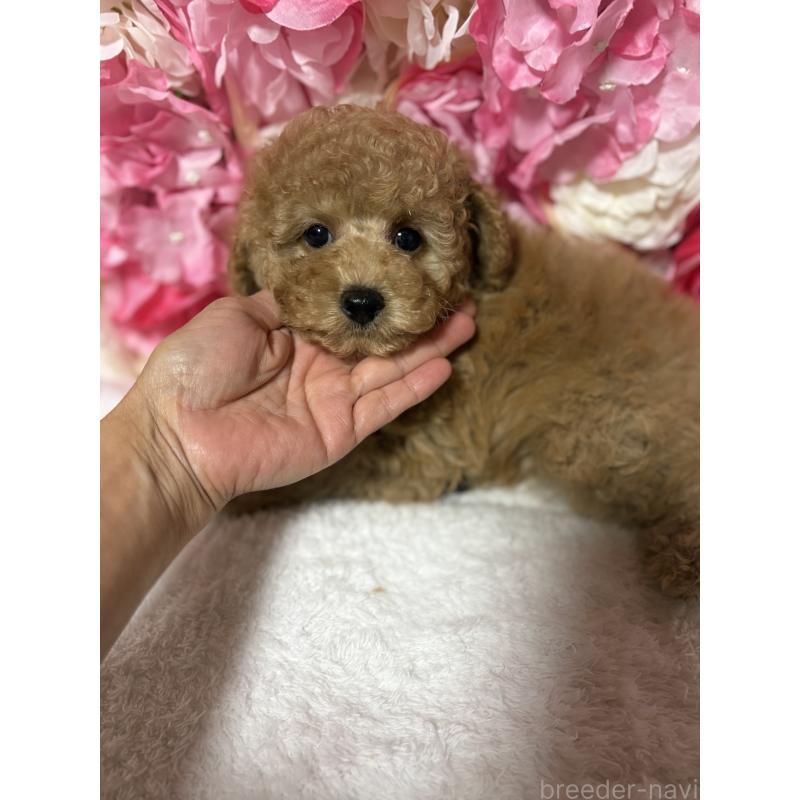 販売中の茨城県のトイプードル-417348の4枚目