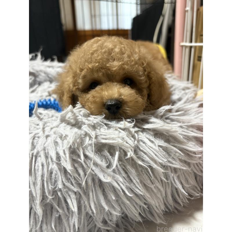 販売中の茨城県のトイプードル-417348の3枚目
