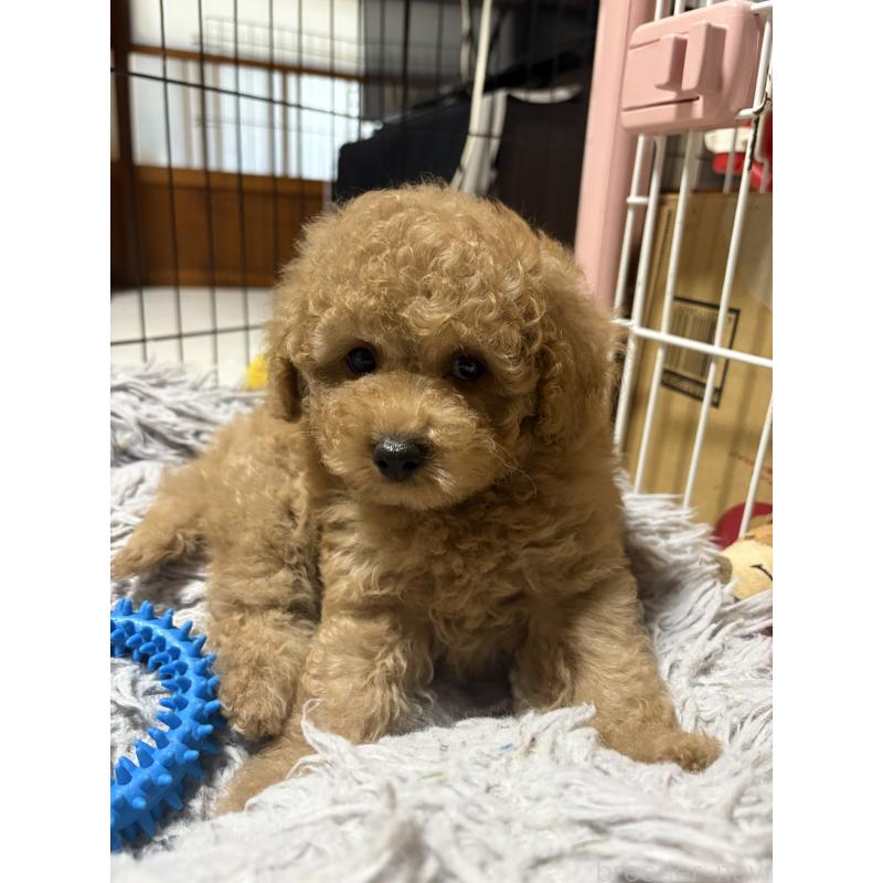 販売中の茨城県のトイプードル-417348の2枚目
