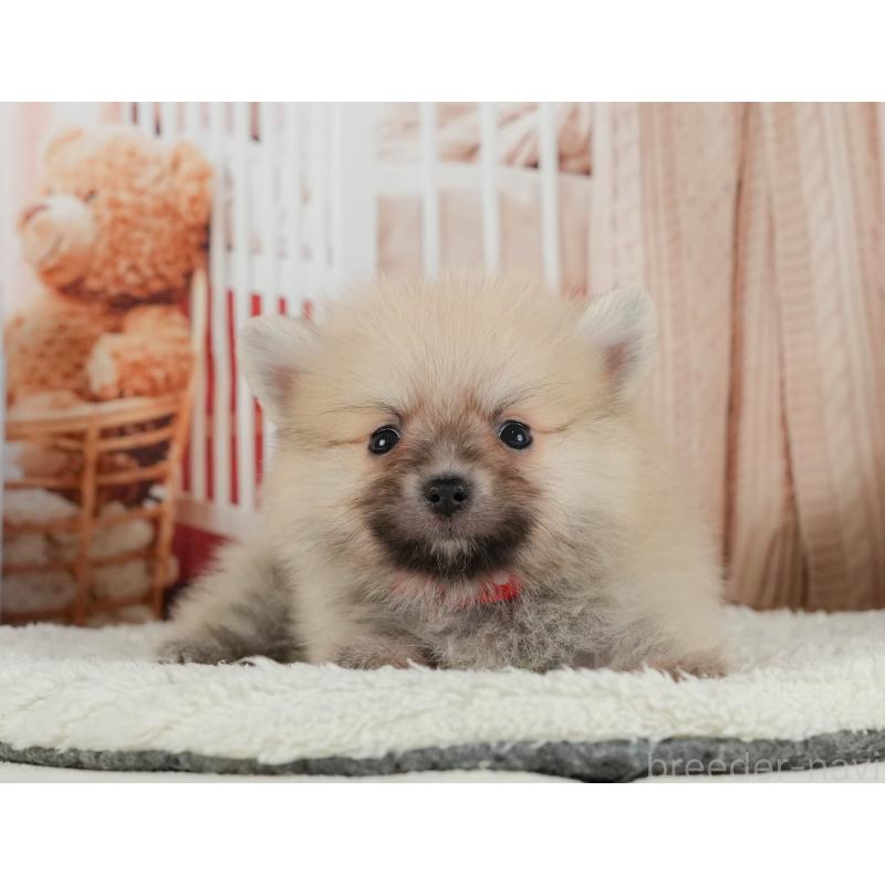 販売中の神奈川県のポメラニアン-417351の15枚目