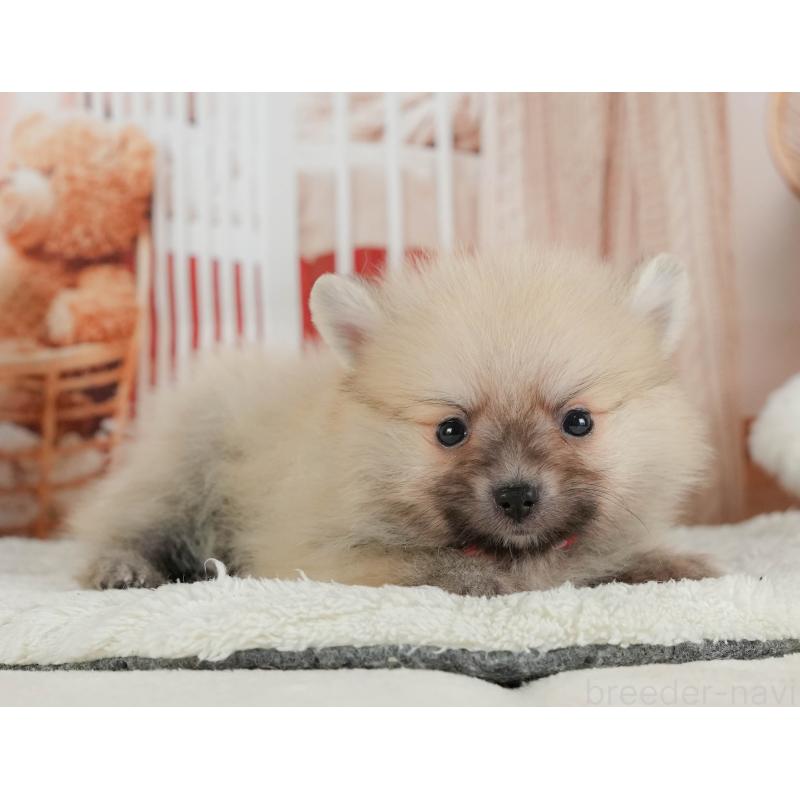 販売中の神奈川県のポメラニアン-417351の11枚目