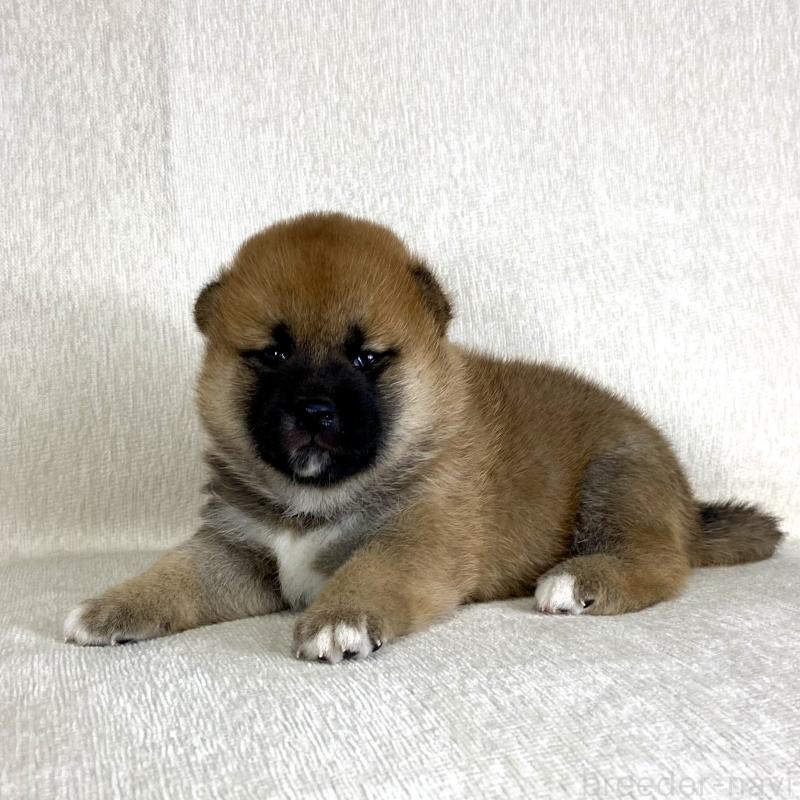 販売中の茨城県の柴犬-417353の10枚目