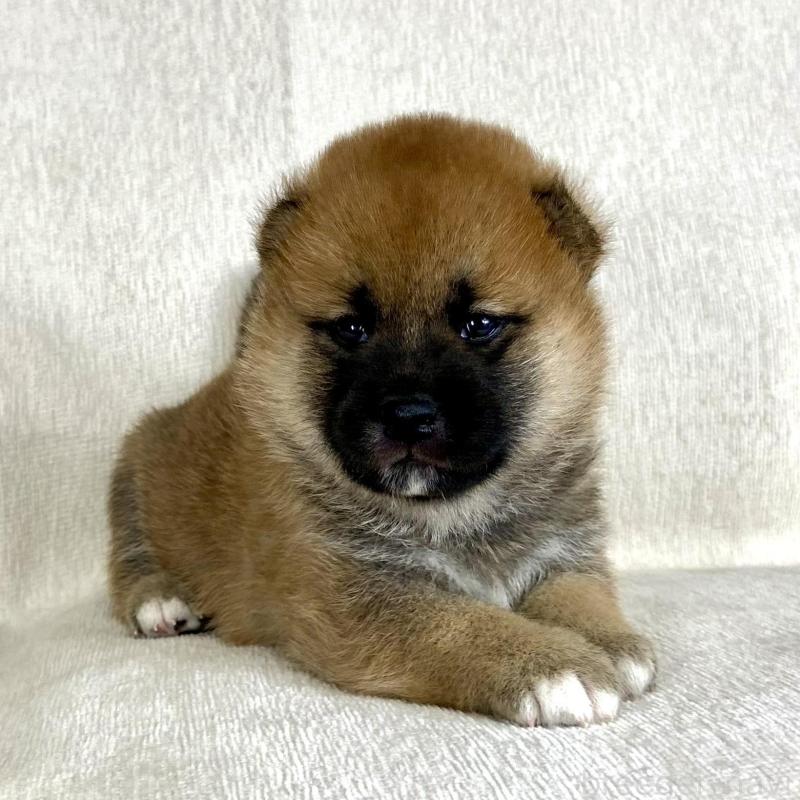 販売中の茨城県の柴犬-417353の9枚目