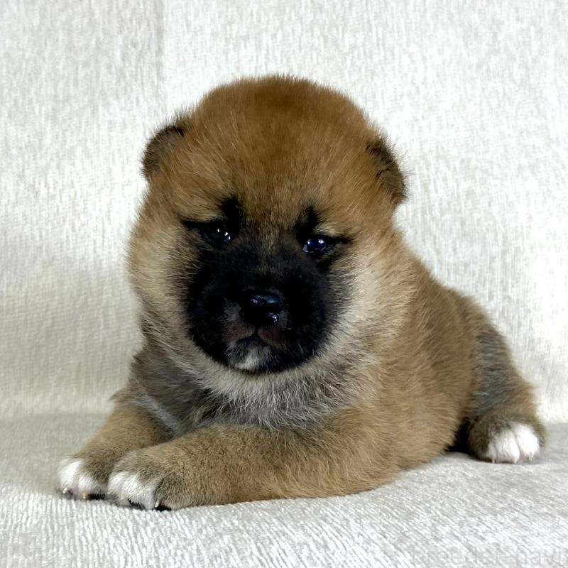 販売中の茨城県の柴犬-417353の8枚目