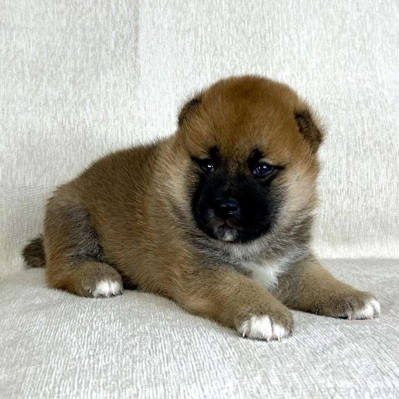 販売中の茨城県の柴犬-417353の7枚目
