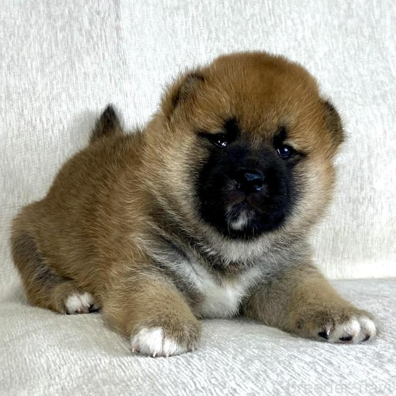 販売中の茨城県の柴犬-417353の6枚目