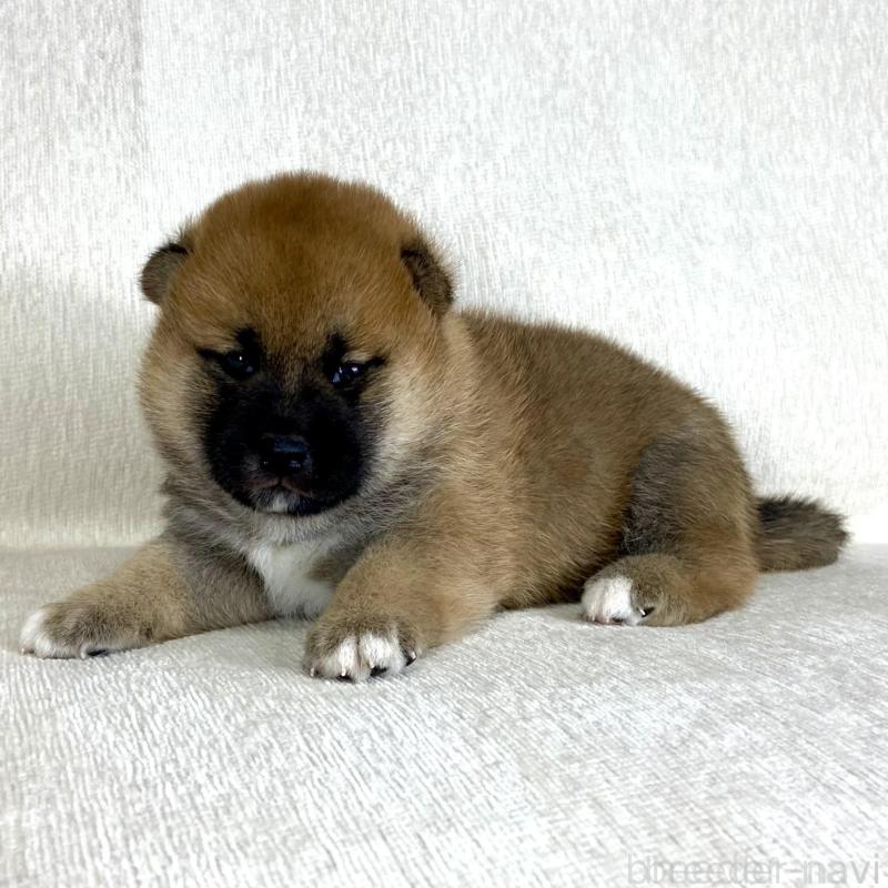 販売中の茨城県の柴犬-417353の5枚目