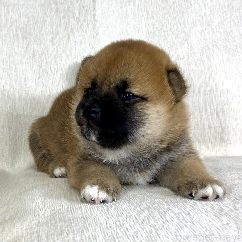 販売中の茨城県の柴犬-417353の4枚目