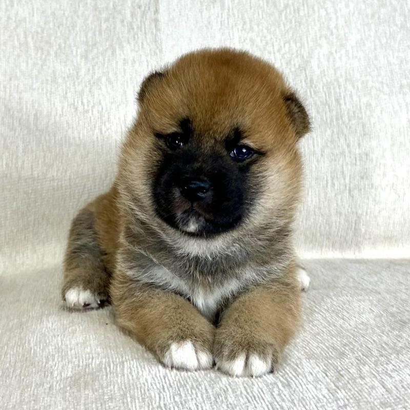 販売中の茨城県の柴犬-417353の3枚目