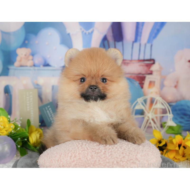 販売中の神奈川県のポメラニアン-417354の15枚目