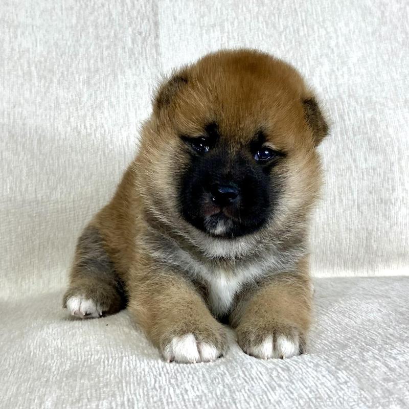 販売中の茨城県の柴犬-417353の2枚目