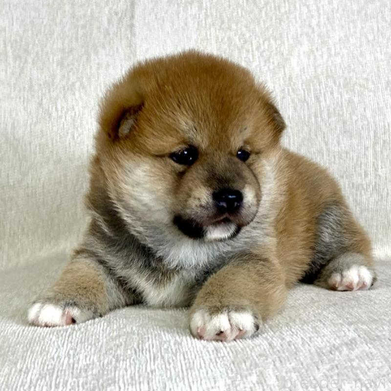 販売中の茨城県の柴犬-417356の10枚目