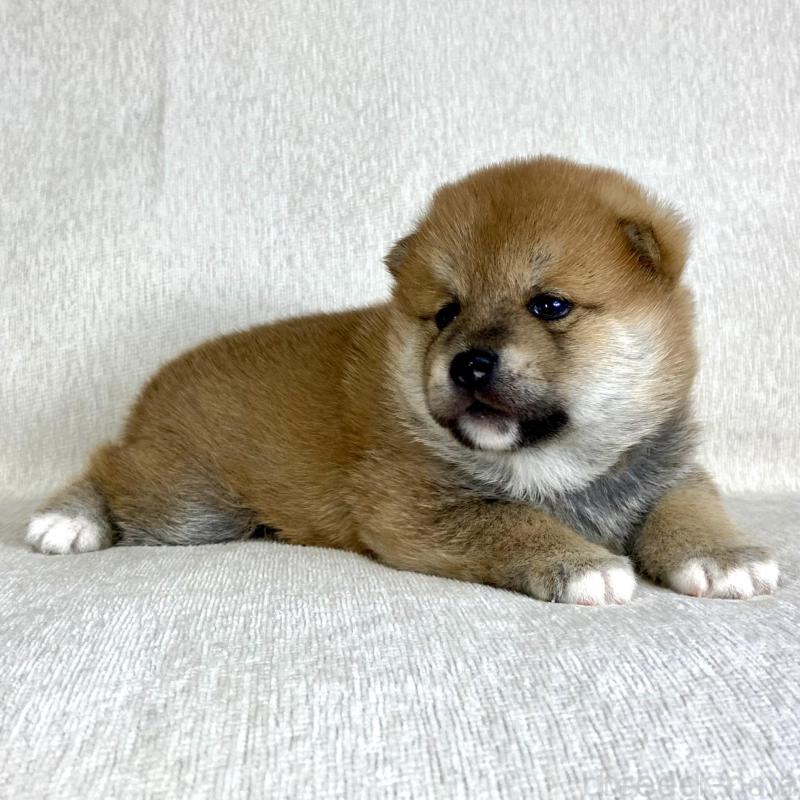 販売中の茨城県の柴犬-417356の9枚目