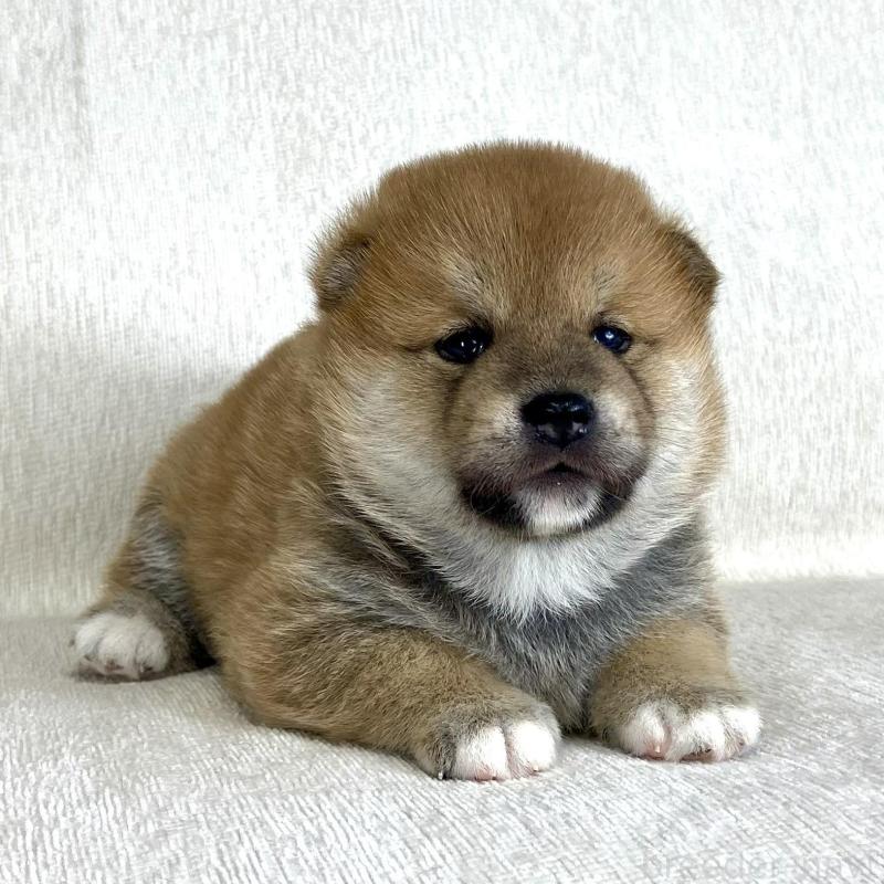 販売中の茨城県の柴犬-417356の8枚目