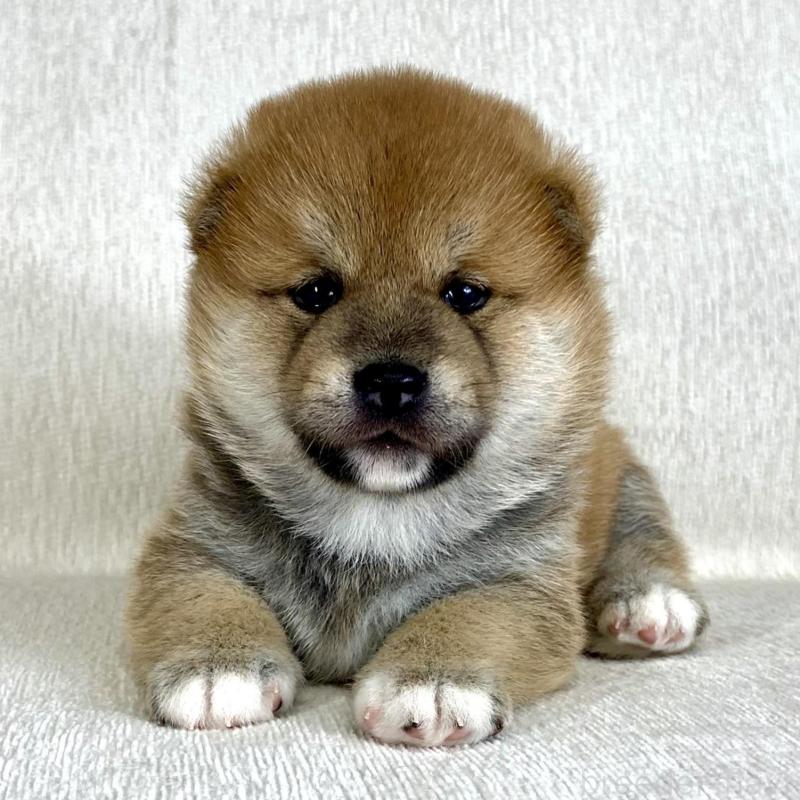 販売中の茨城県の柴犬-417356の7枚目