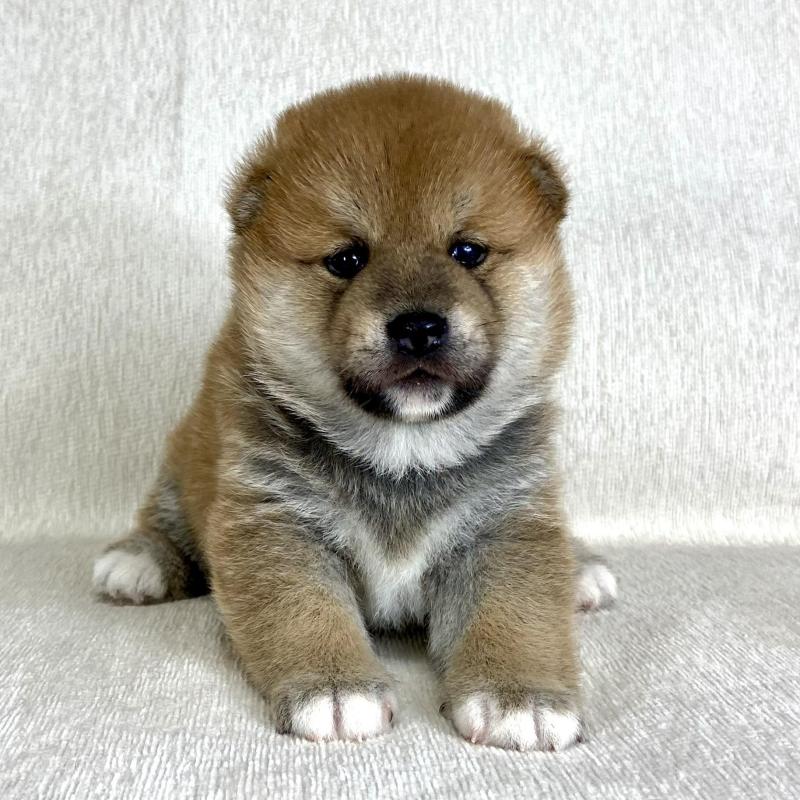 販売中の茨城県の柴犬-417356の6枚目
