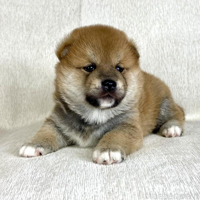 販売中の茨城県の柴犬-417356の5枚目