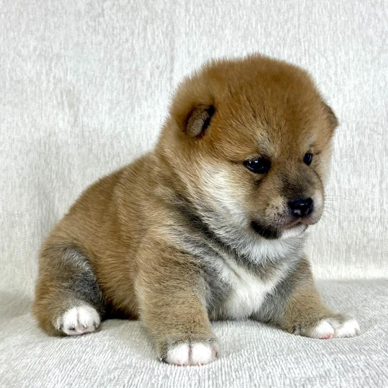 販売中の茨城県の柴犬-417356の4枚目