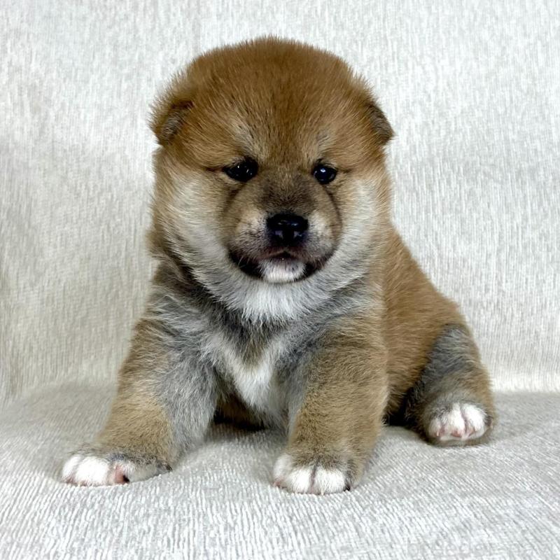 販売中の茨城県の柴犬-417356の3枚目