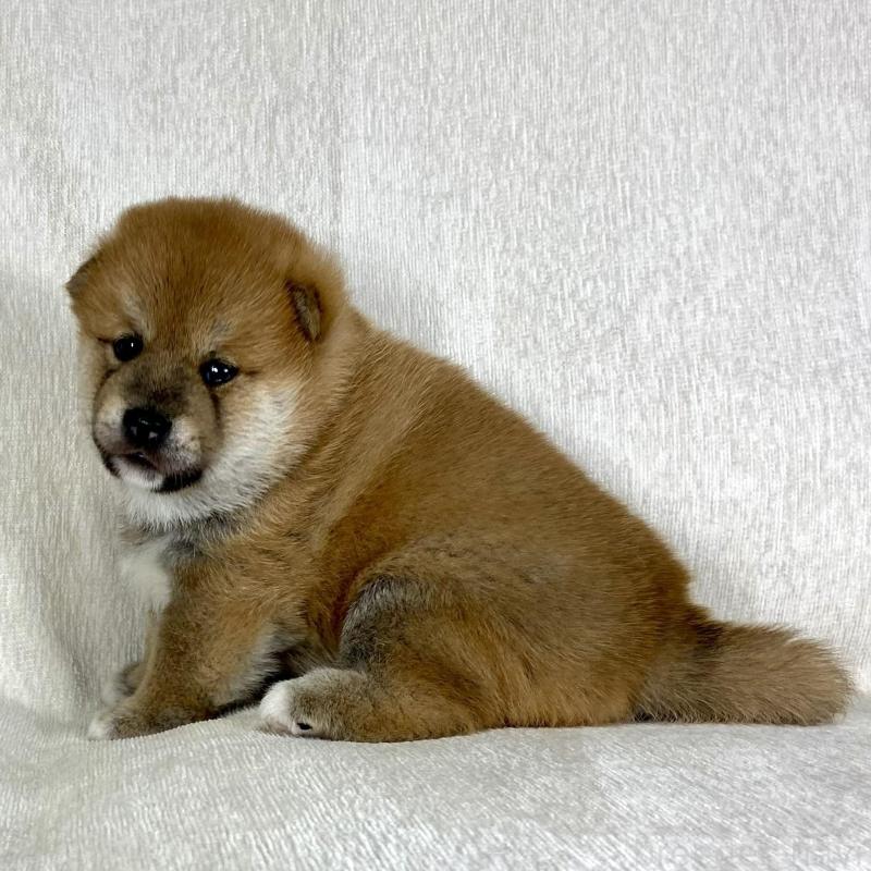販売中の茨城県の柴犬-417356の2枚目