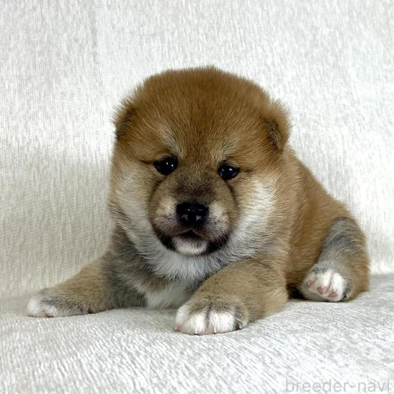 販売中の茨城県の柴犬-417356の1枚目