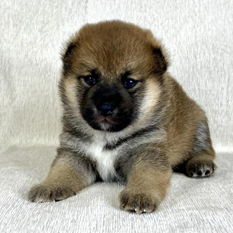 販売中の茨城県の柴犬-417359の10枚目