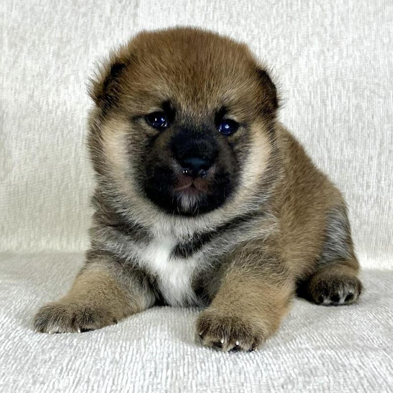 販売中の茨城県の柴犬-417359の9枚目