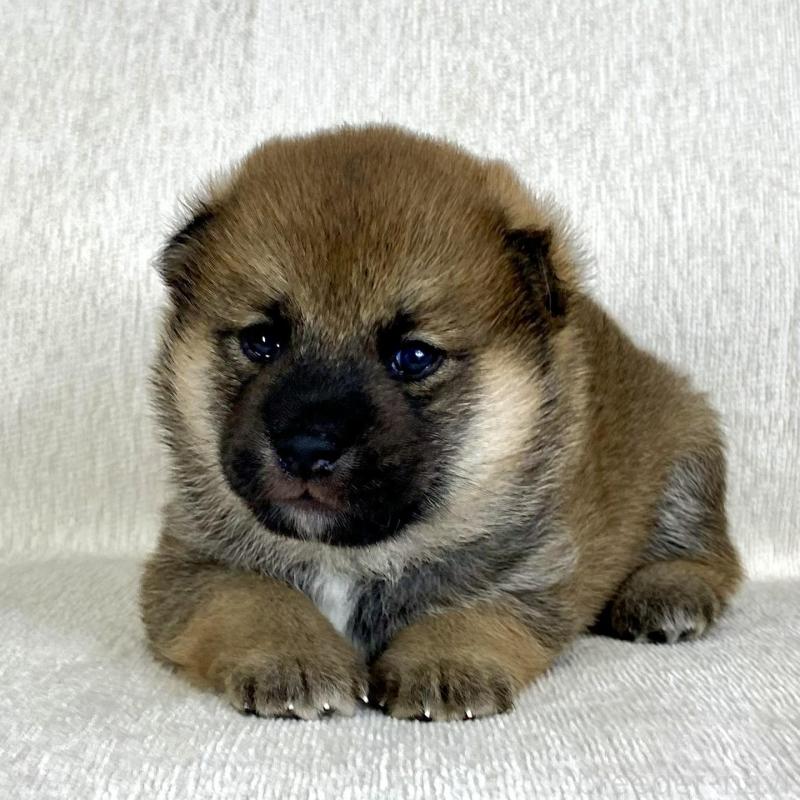 販売中の茨城県の柴犬-417359の8枚目