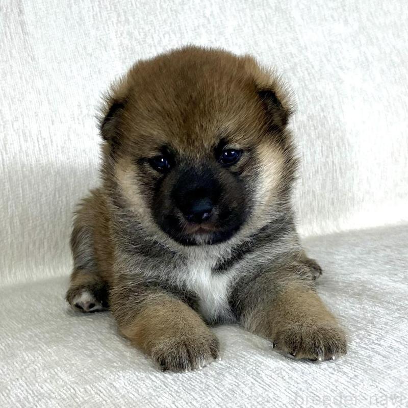 販売中の茨城県の柴犬-417359の7枚目