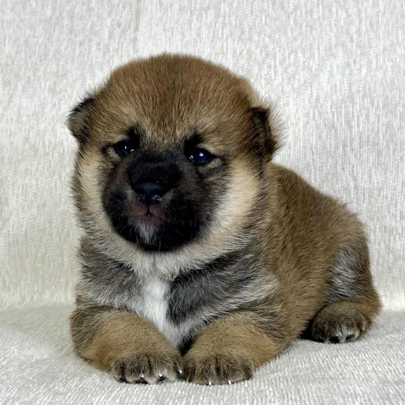 販売中の茨城県の柴犬-417359の6枚目