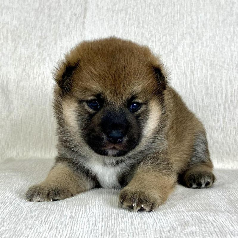 販売中の茨城県の柴犬-417359の5枚目