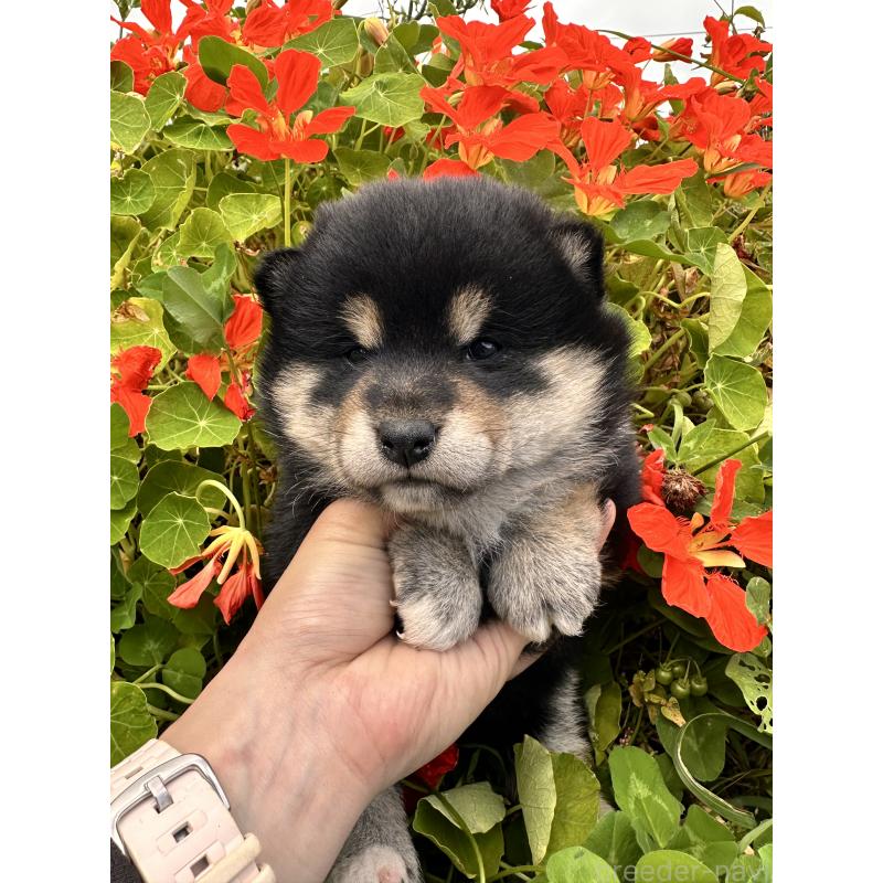 販売中の北海道の柴犬-417360の9枚目