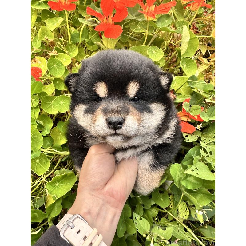 販売中の北海道の柴犬-417360の8枚目
