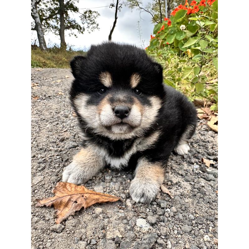 販売中の北海道の柴犬-417360の7枚目