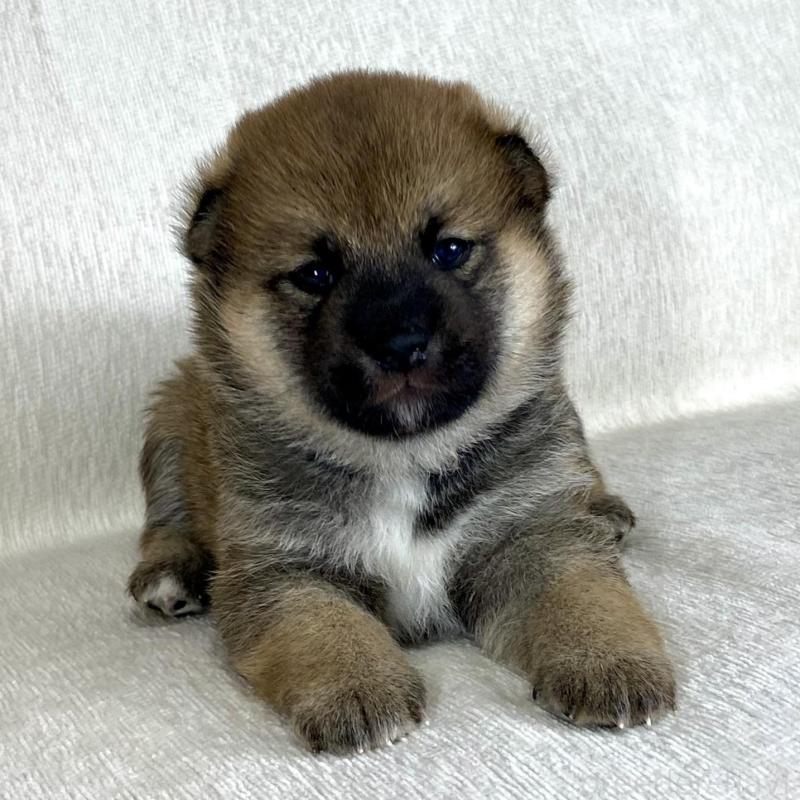 販売中の茨城県の柴犬-417359の4枚目