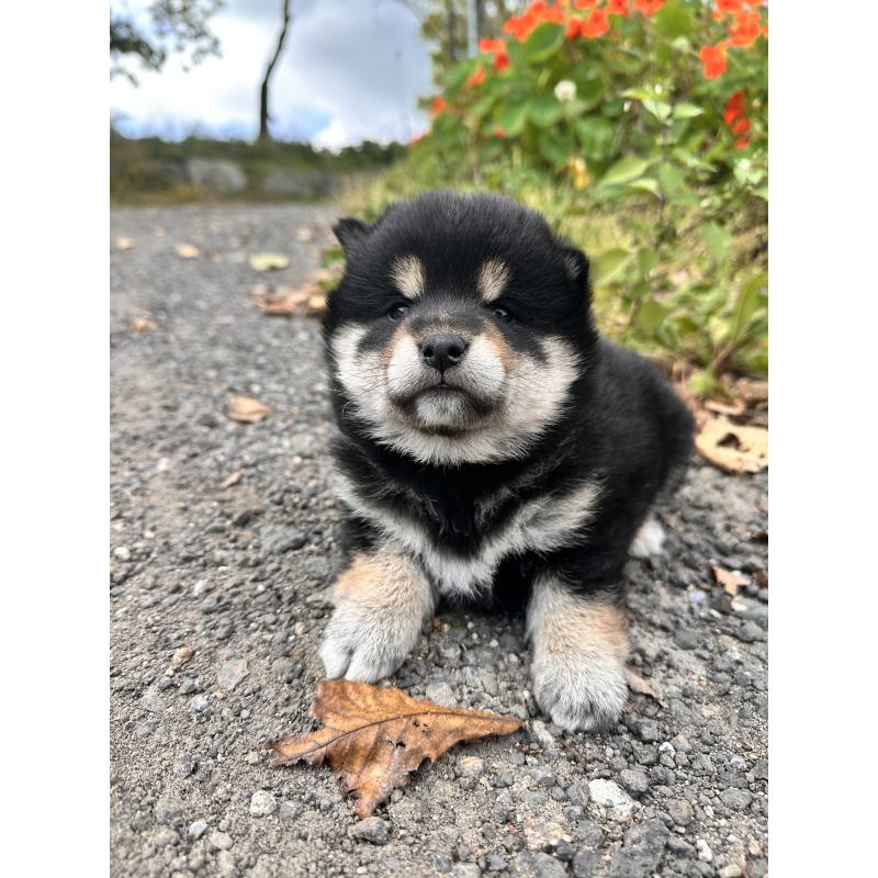 販売中の北海道の柴犬-417360の6枚目