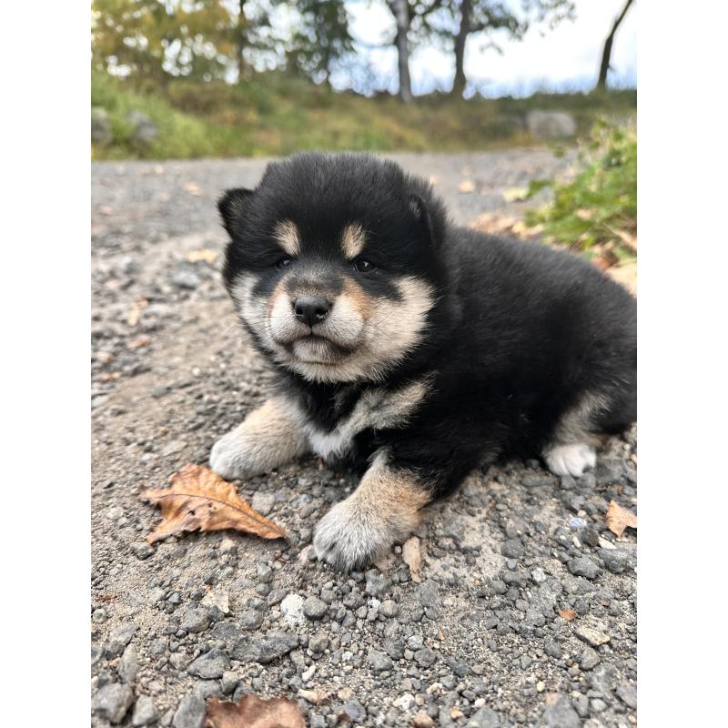 販売中の北海道の柴犬-417360の5枚目