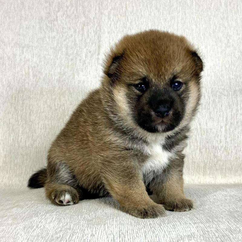 販売中の茨城県の柴犬-417359の3枚目