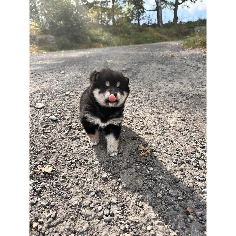 販売中の北海道の柴犬-417360の4枚目