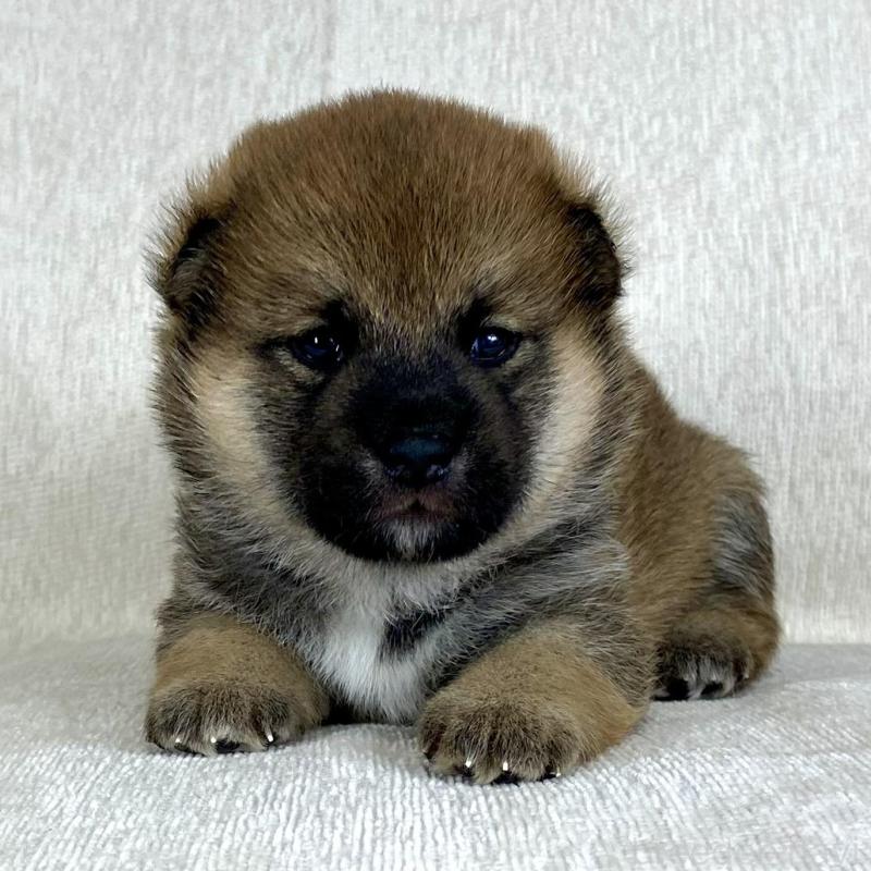 販売中の茨城県の柴犬-417359の2枚目