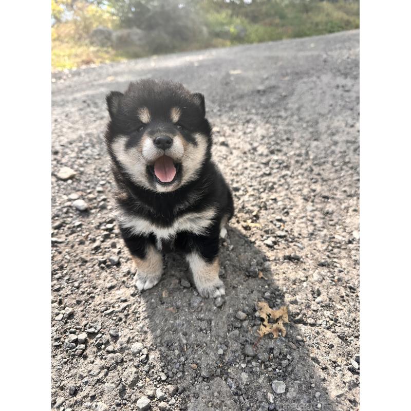 販売中の北海道の柴犬-417360の3枚目