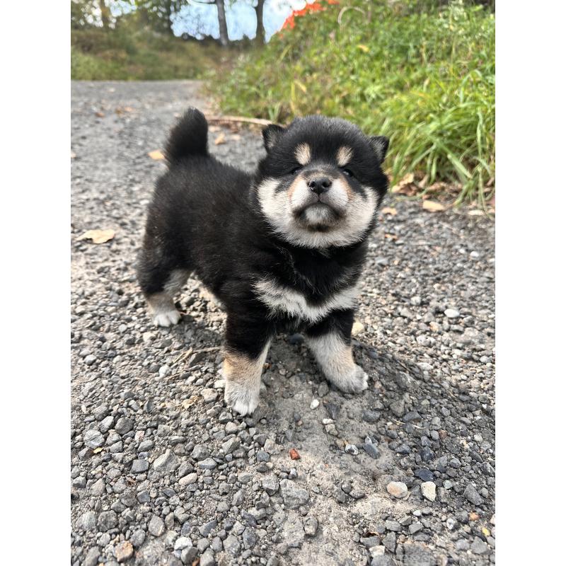 販売中の北海道の柴犬-417360の2枚目