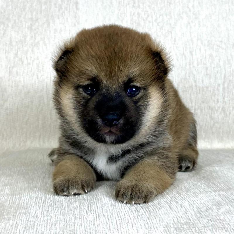 販売中の茨城県の柴犬-417359