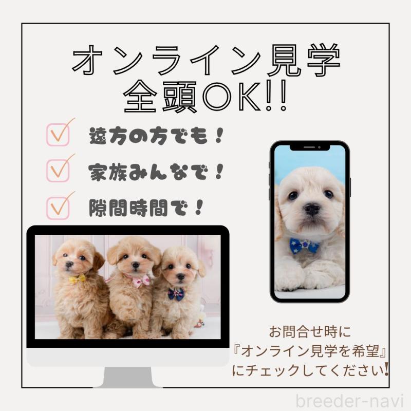 販売中の神奈川県のトイプードル-417361の5枚目