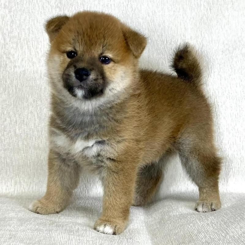 販売中の茨城県の柴犬-417364の10枚目
